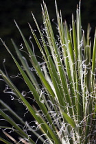 Yucca, Yucca filamentosa.