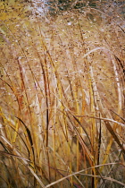 Switchgrass, Panicum virgatum.
