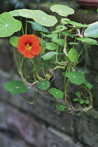 Nasturtium, Tropaeolum majus.