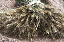 Barley, Hordeum vulgare.