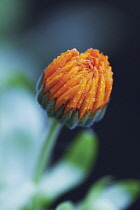 Marigold, Calendula officinalis.