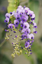 Sarsaparilla, Australian, Hardenbergia violacea.