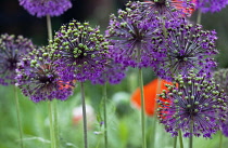 Allium, Allium 'Globemaster'.