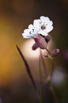 Campion, white, Silene latifolia.