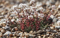 Stonecrop, white, Sedum album.