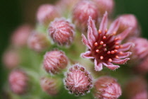 Houseleek, Sempervivum tectorum.