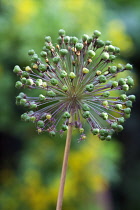 Allium, Allium 'Globemaster'.