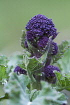 Broccoli, Purple sprouting broccoli, Brassica oleracea botrytis italica.