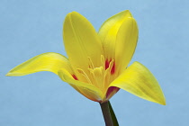 Tulip, species tulip, Tulipa speciosa.