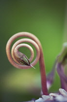 Cyclamen.