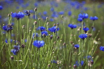 Cornflower, Centaurea cyanus.