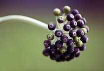 Fatsia, Fatsia japonica.