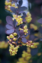 Barberry, Berberis thunbergii atropurpurea.