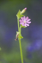 Campion, red, Silene dioica.