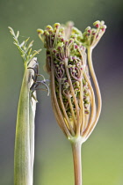 Fennel, Bronze fennel, Foeniculum vulgare 'Purpureum'.