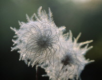 Clematis, Old man's beard, Clematis vitalba.