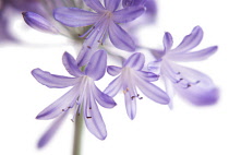 Agapanthus.