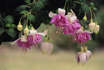 Fuchsia.