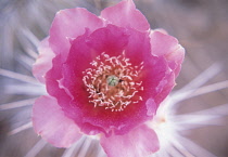 Cactus, Echinopsis.