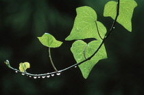 Ivy, Hedera helix.