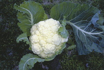 Cauliflower, Brassica oleracea botrytis.