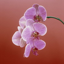 Orchid, Moth orchid, Phalaenopsis.