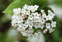 Viburnum, Viburnum burkwoodii.