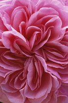 Rose, Rosa 'Gertrude Jekyll' syn R Ausbord'.