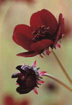 Cosmos, Chocolate cosmos, Cosmos atrosanguineus.