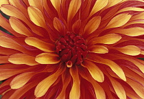 Dahlia, Dahlia 'Art Deco'.