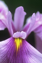 Iris, Iris ensata 'Rose Queen'.