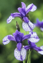 Iris, Siberian iris, Iris sibirica 'Flight of Butterflies'.