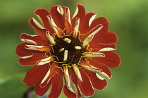 Zinnia, Zinnia 'Cactus orange'.