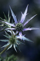 Sea Holly, Eryngium bourgatii.