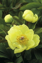 Peony, Causican peony, Paeonia mlokosewitschii.