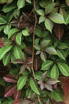 Virginia creeper, Parthenocissus henryana.