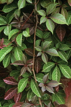 Virginia creeper, Parthenocissus henryana.
