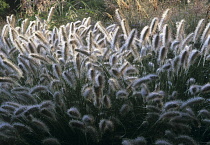 Fountain Grass, Pennisetum alopecuroides 'Herbstzauber'.