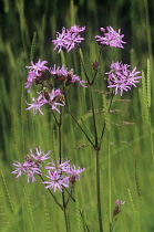 Ragged Robin, Lychnis flos-cuculi.