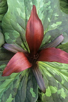 Trillium, Trillium chloropetalum.