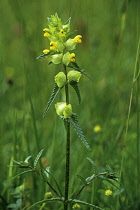 Yellow Rattle, Rhinanthus augustifolius.