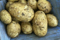 Potato, Solanum tuberosum 'Winston'.