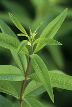 Lemon Verbena, Aloysia triphylla.