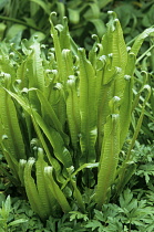 Fern, Hart's tongue fern, Asplenium scolopendrium.