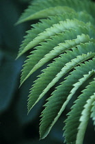 Honeybush, Melianthus major.