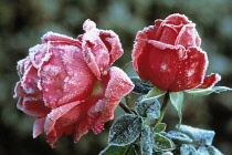 Rose, Rosa.