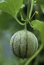 Melon, Cucumis melo 'Jenny Lind'.