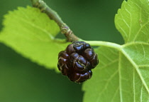 Mulberry, Morus nigra.