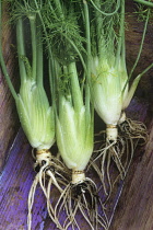 Fennel bulb, Florence fennel, Foeniculum vulgare.