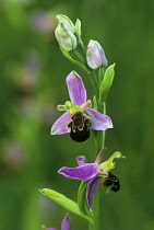 Orchid, Bee orchid, Ophrys apifera.